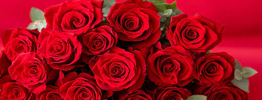 Why red roses for Valentine's Day?